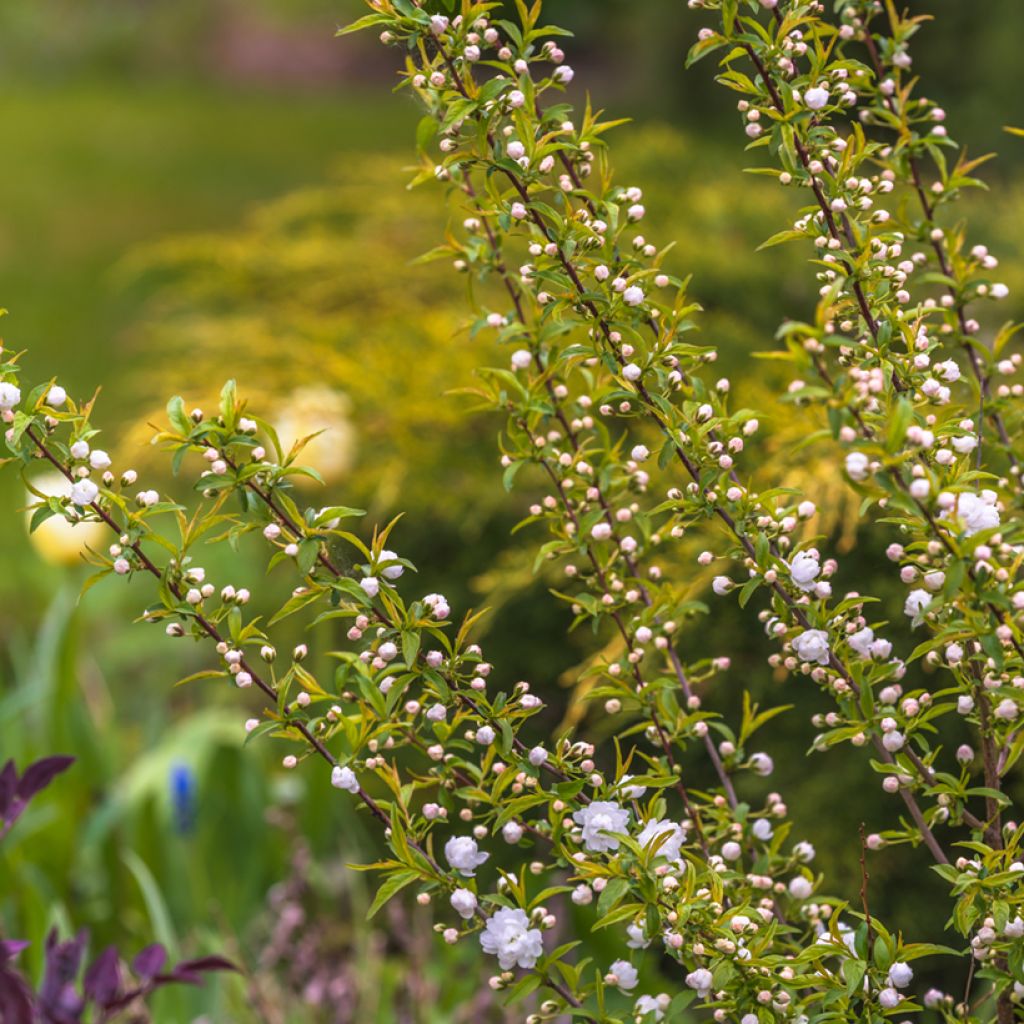 Prunus glandulosa Alba Plena - Ciliegio da fiore