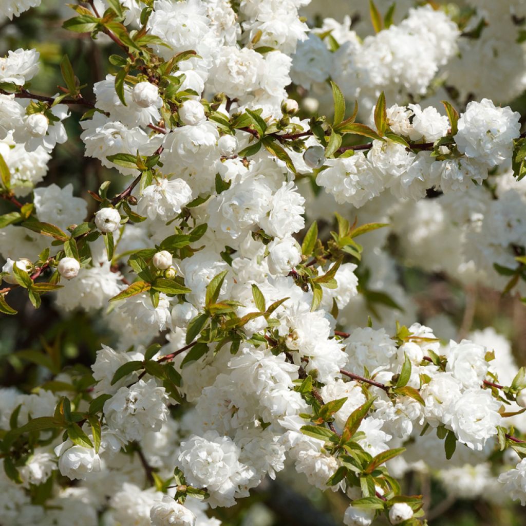 Prunus glandulosa Alba Plena - Ciliegio da fiore