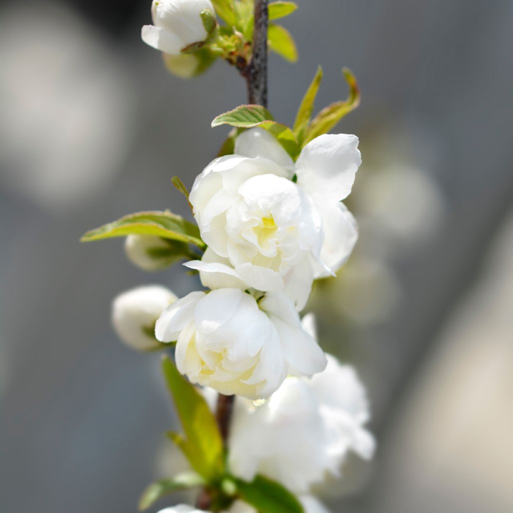 Prunus glandulosa Alba Plena - Ciliegio da fiore