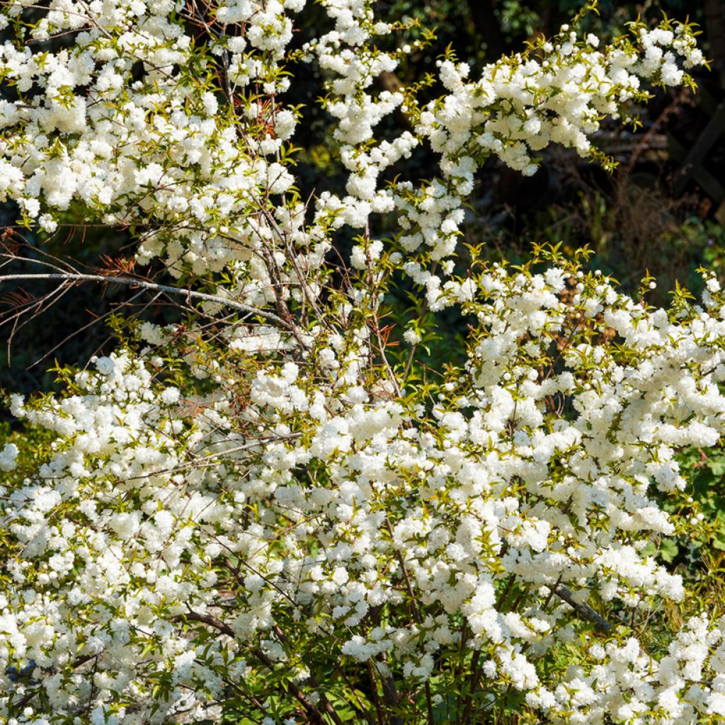 Prunus glandulosa Alba Plena - Ciliegio da fiore