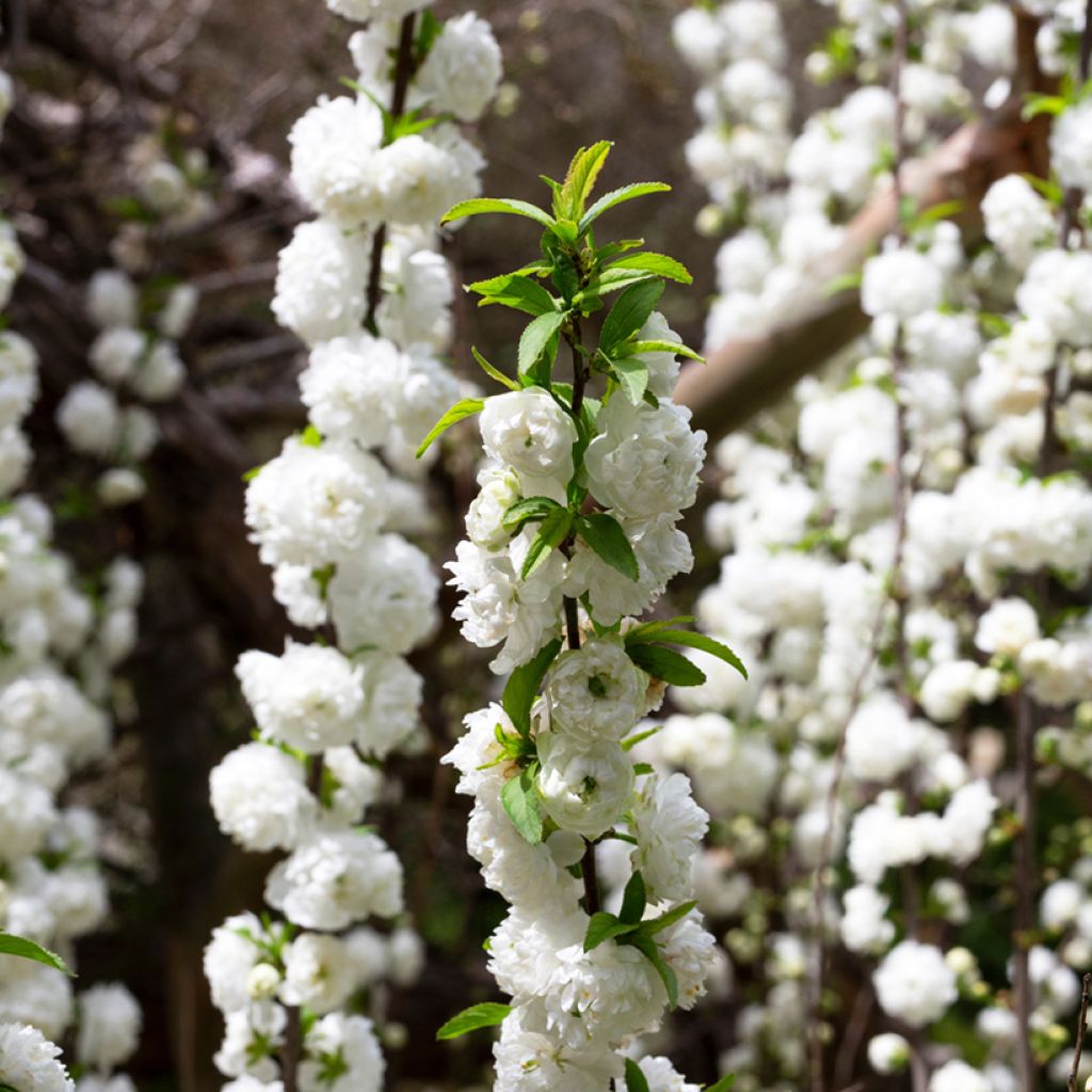 Prunus glandulosa Alba Plena - Ciliegio da fiore