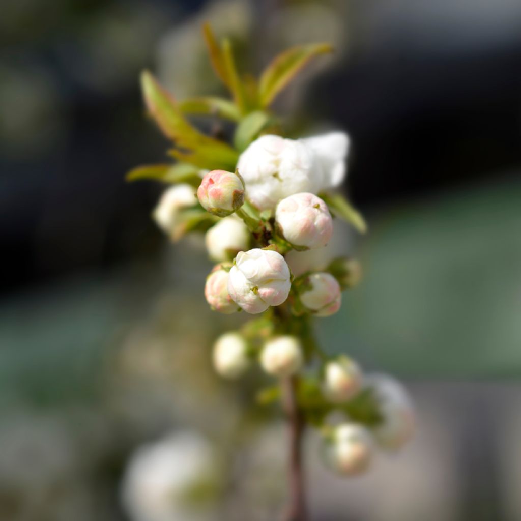 Prunus glandulosa Alba Plena - Ciliegio da fiore