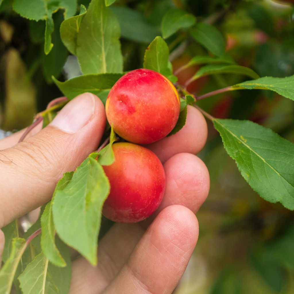 Prunus cerasifera - Ciliegio da fiore