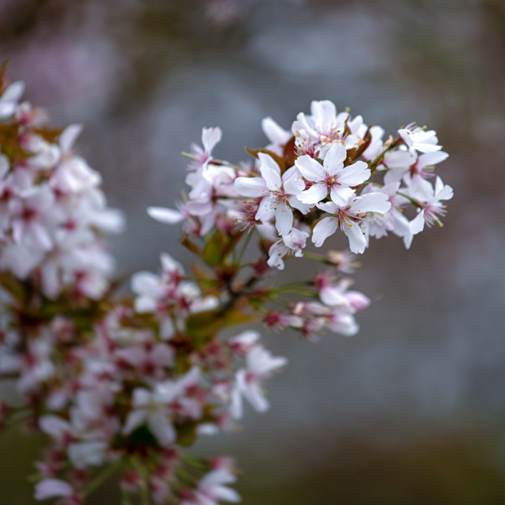 Prunus Pandora - Ciliegio da fiore