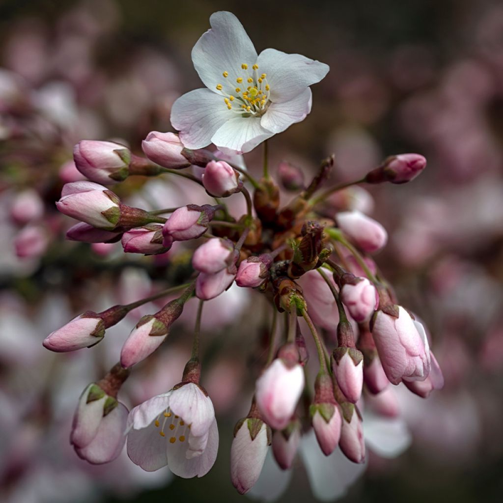 Prunus Pandora - Ciliegio da fiore