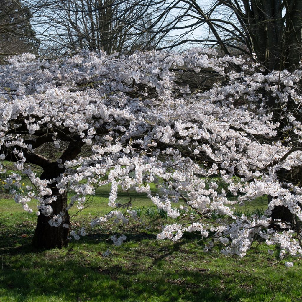 Prunus Pandora - Ciliegio da fiore