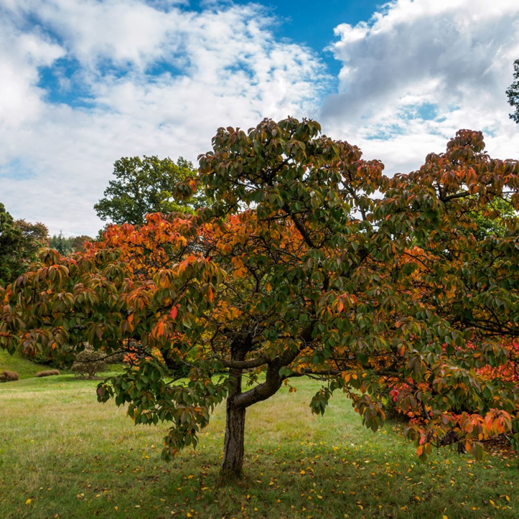 Prunus Pandora - Ciliegio da fiore