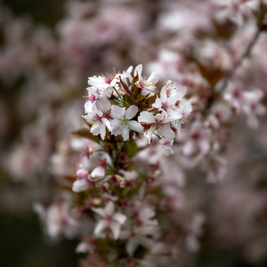 Prunus Pandora - Ciliegio da fiore