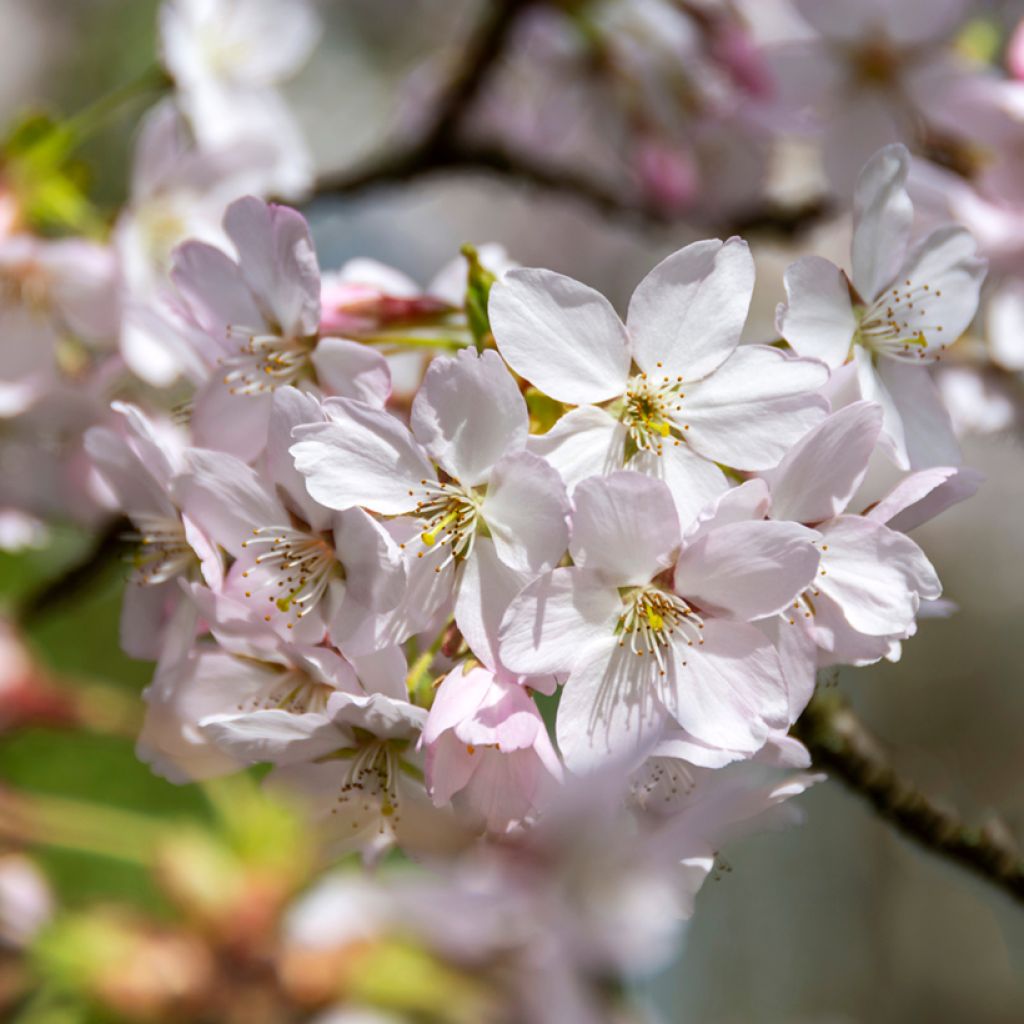 Prunus Pandora - Ciliegio da fiore