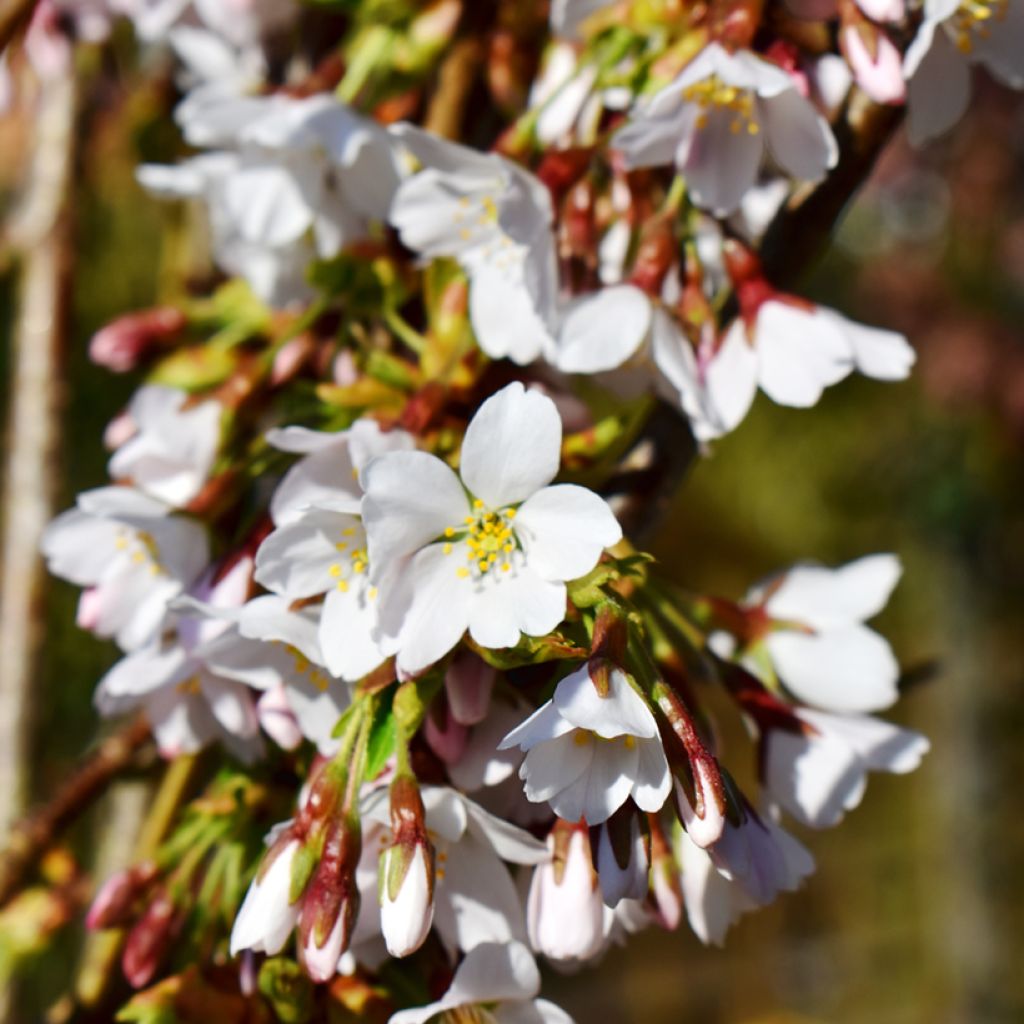 Prunus Snow Fountains - Ciliegio da fiore