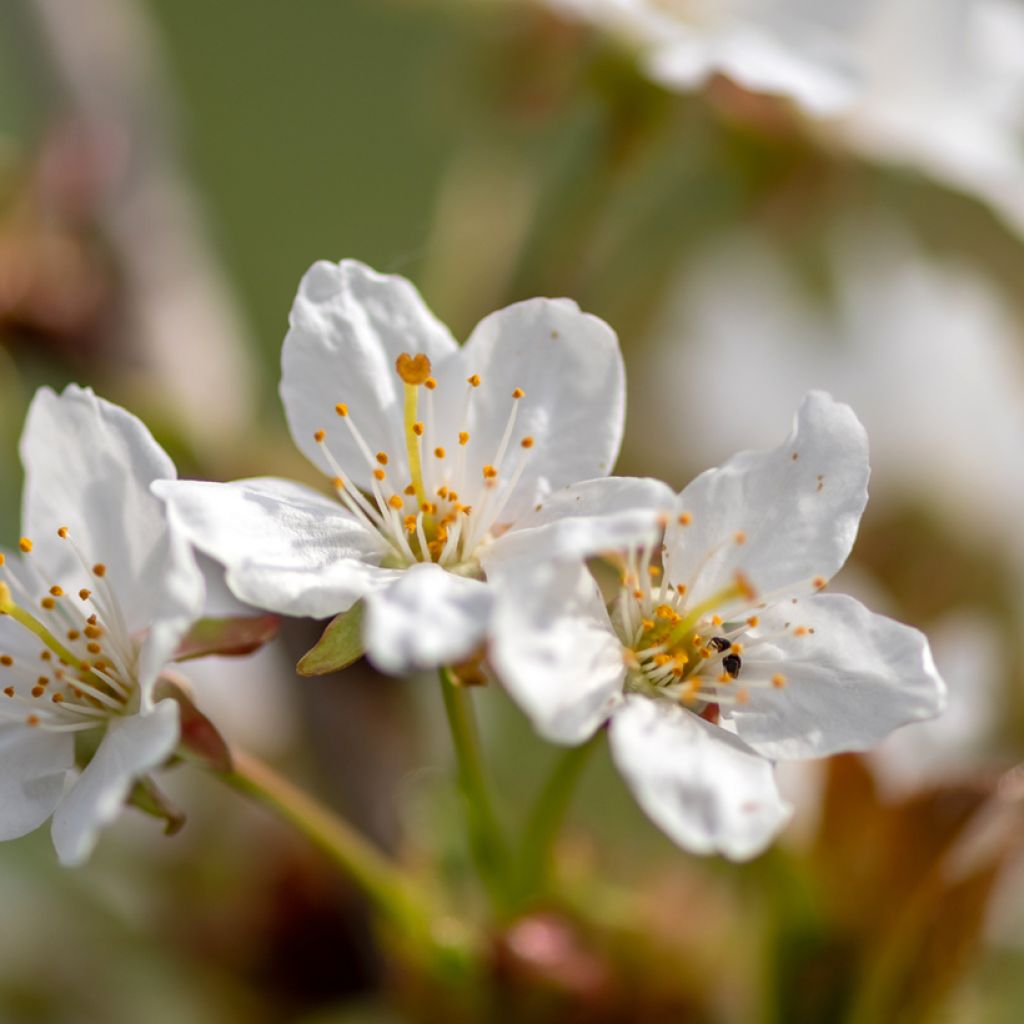 Prunus Umineko - Ciliegio da fiore