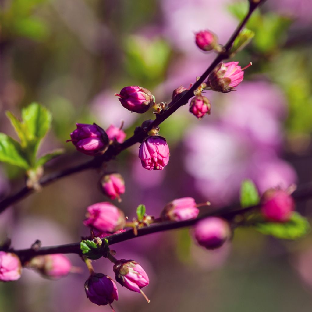 Prunus glandulosa Rosea Plena - Ciliegio da fiore