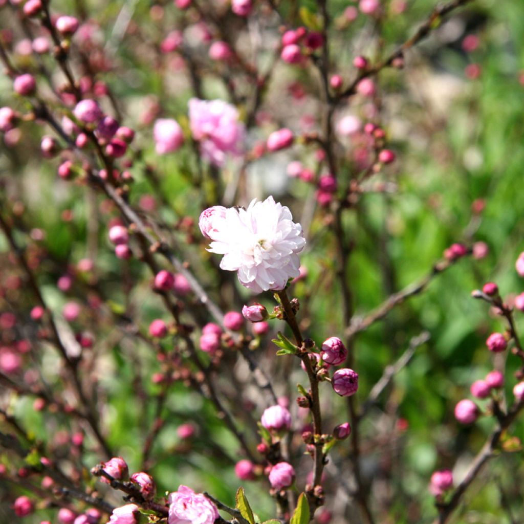 Prunus glandulosa Rosea Plena - Ciliegio da fiore