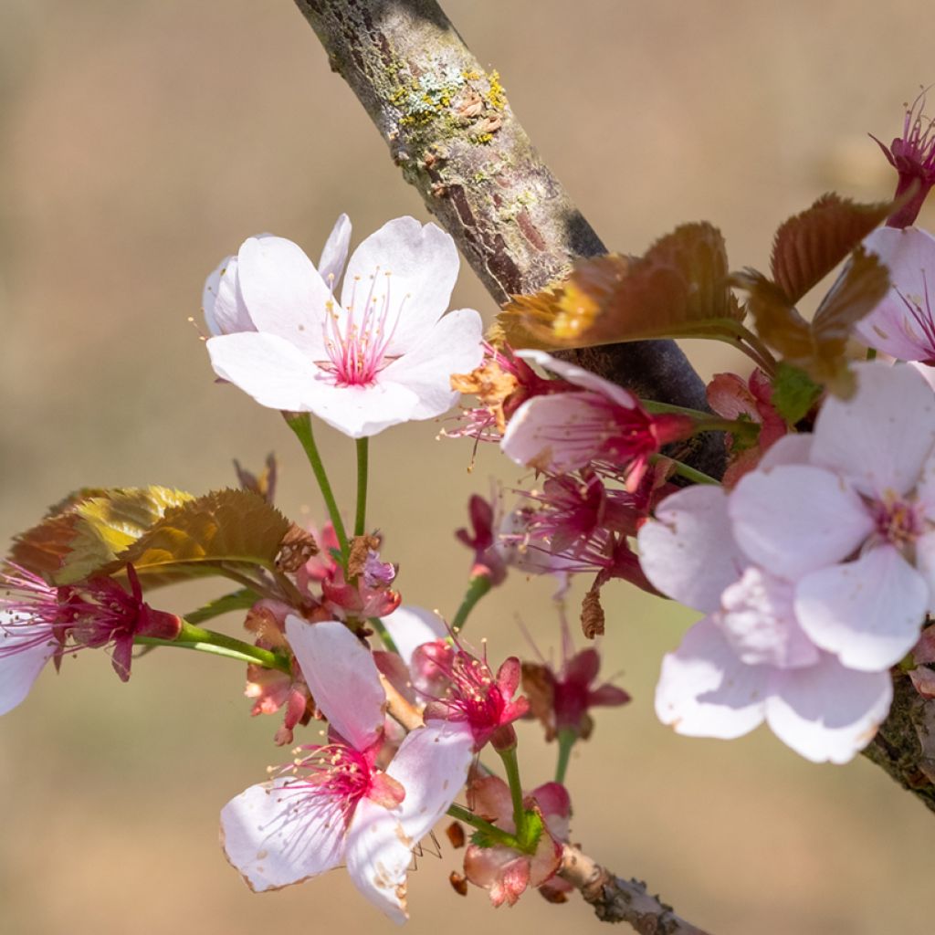 Prunus hillieri Spire - Ciliegio da fiore