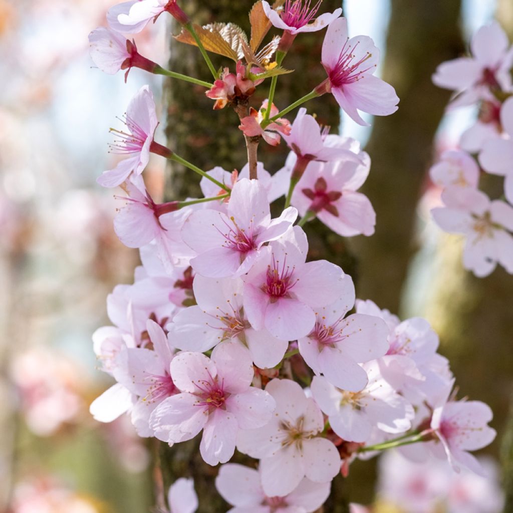 Prunus hillieri Spire - Ciliegio da fiore