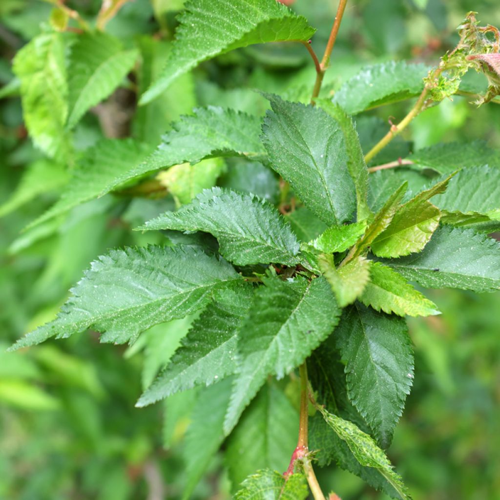 Prunus nipponica var. kurilensis Ruby - Ciliegio da fiore