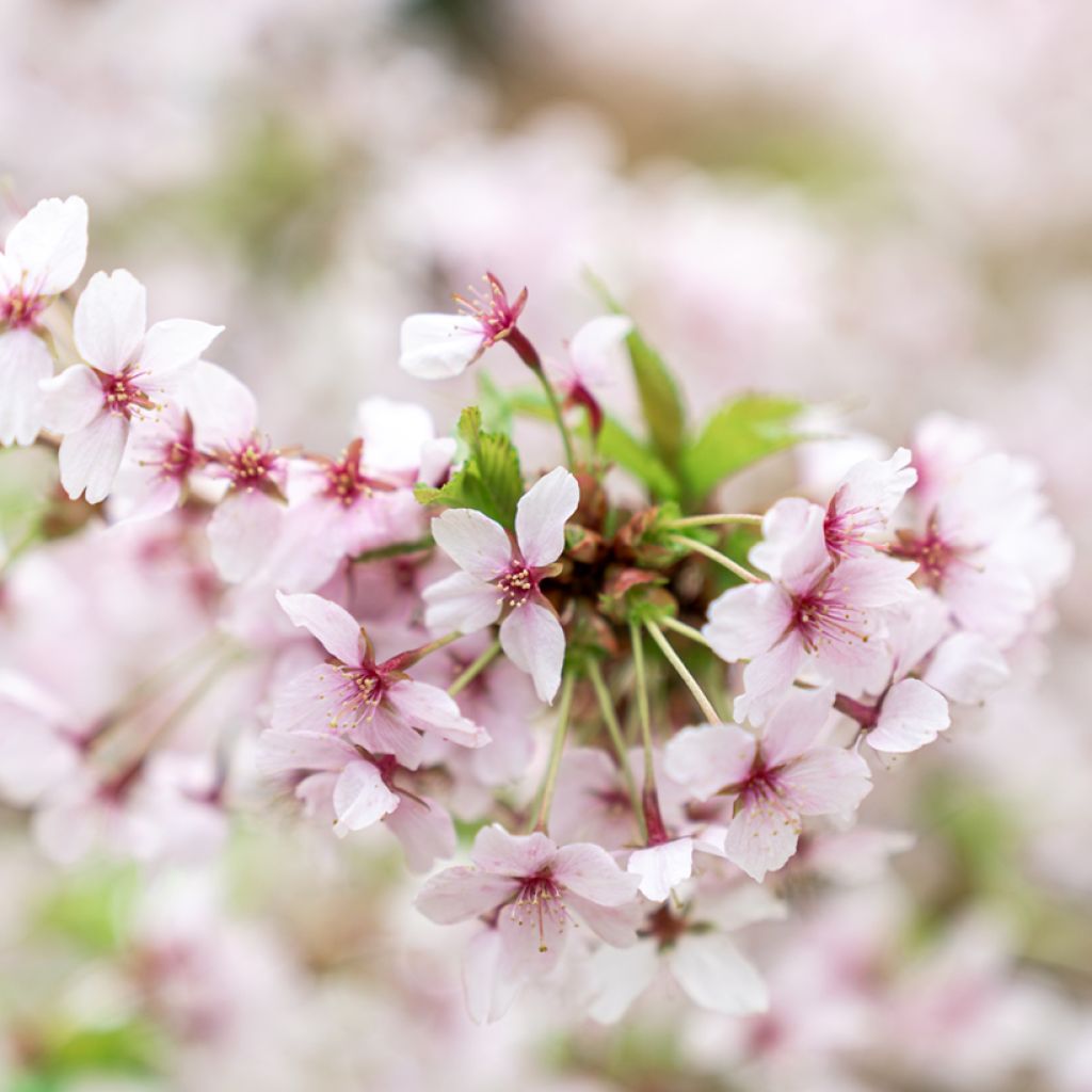 Prunus nipponica var. kurilensis Brillant - Ciliegio da fiore