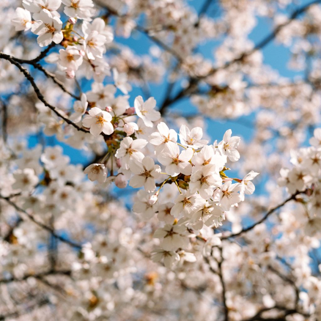 Prunus nipponica var. kurilensis Brillant - Ciliegio da fiore