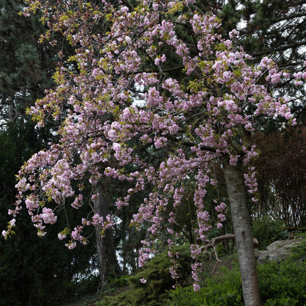 Prunus serrulata Kiku-Shidare-Zakura - Ciliegio da fiore