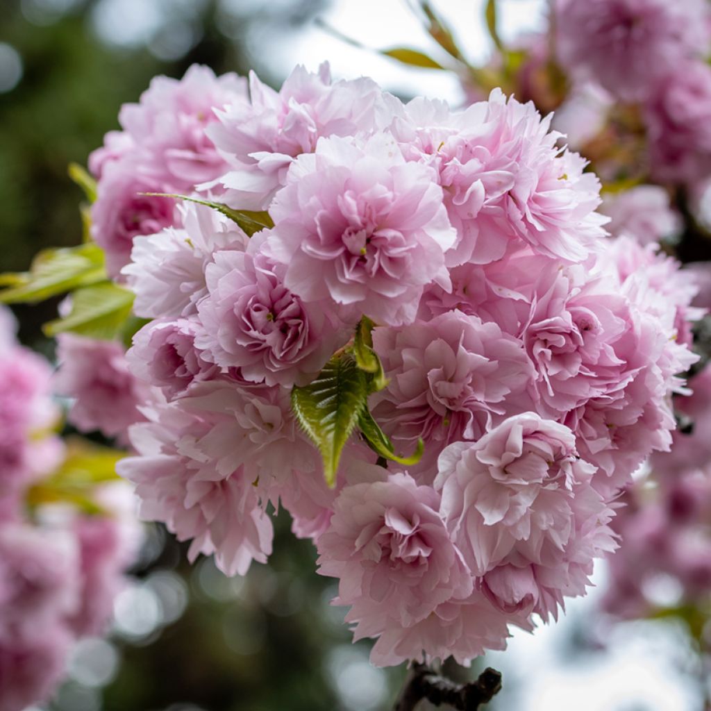 Prunus serrulata Kiku-Shidare-Zakura - Ciliegio da fiore