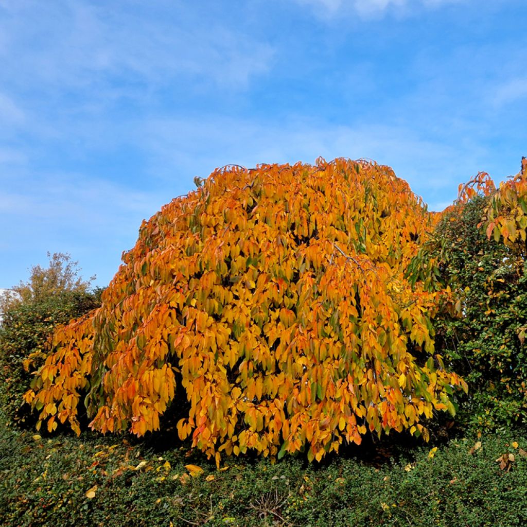 Prunus serrulata Kiku-Shidare-Zakura - Ciliegio da fiore