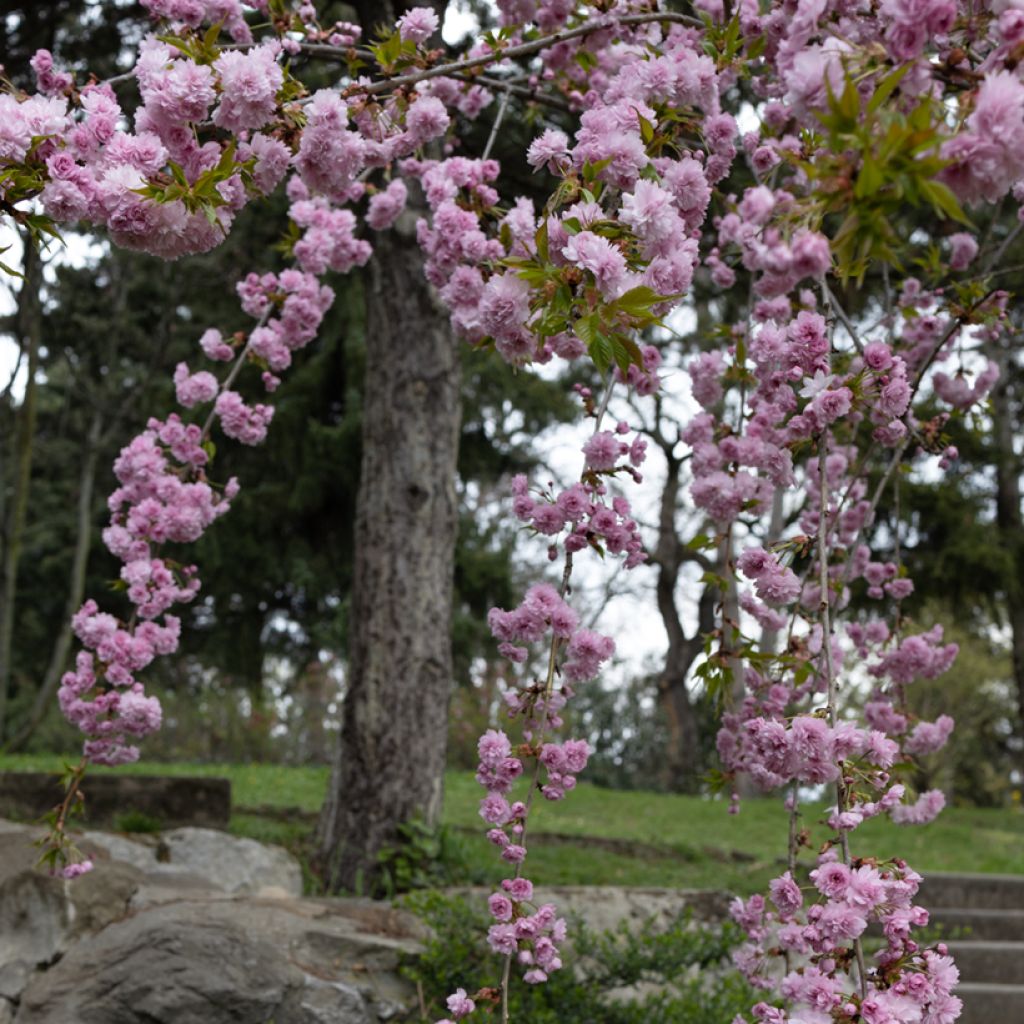 Prunus serrulata Kiku-Shidare-Zakura - Ciliegio da fiore