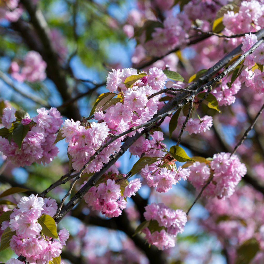 Prunus serrulata Pink Perfection - Ciliegio da fiore