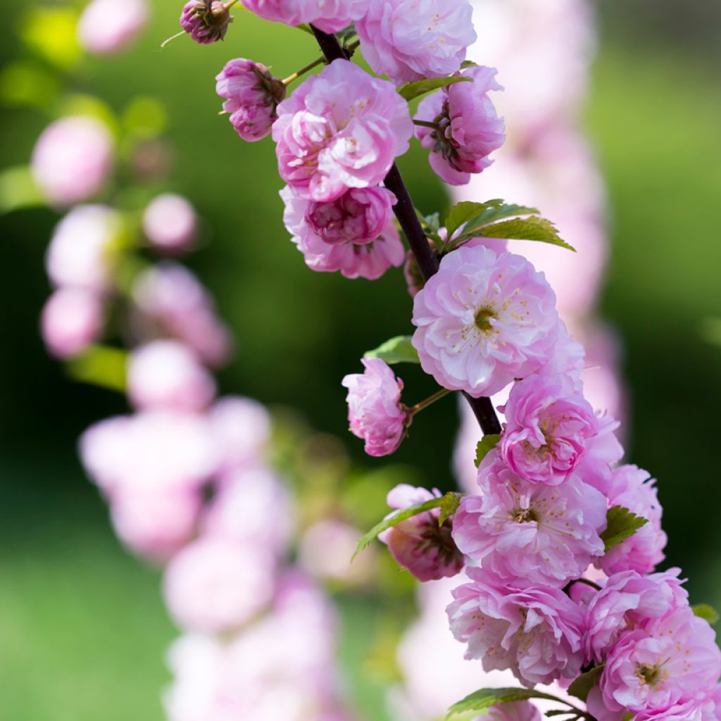 Prunus serrulata Pink Perfection - Ciliegio da fiore