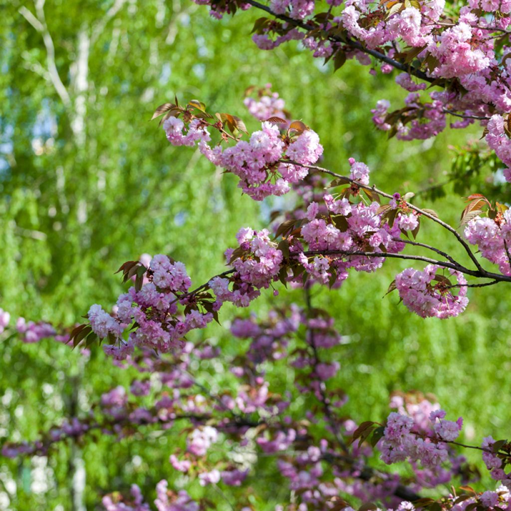 Prunus serrulata Pink Perfection - Ciliegio da fiore