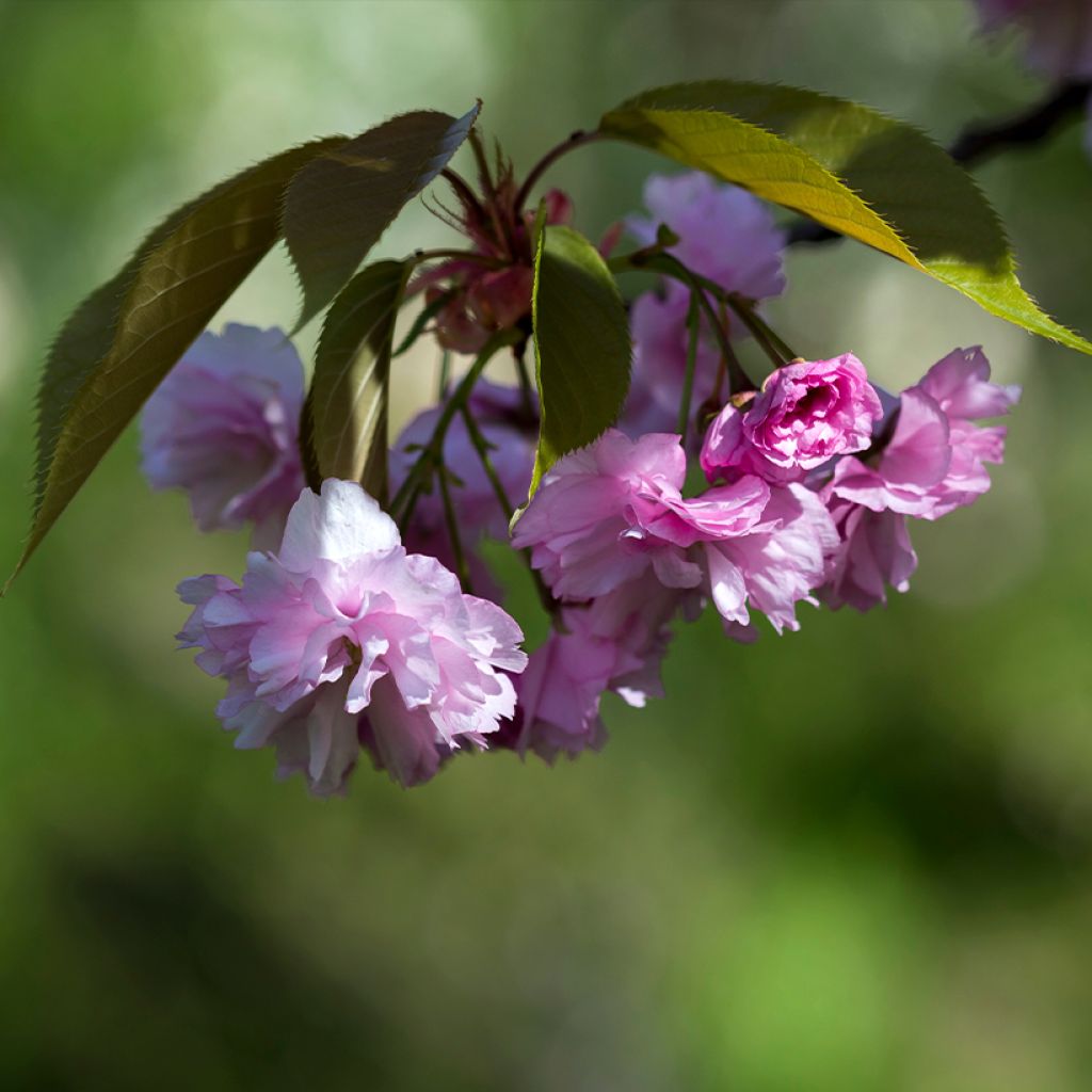 Prunus serrulata Pink Perfection - Ciliegio da fiore