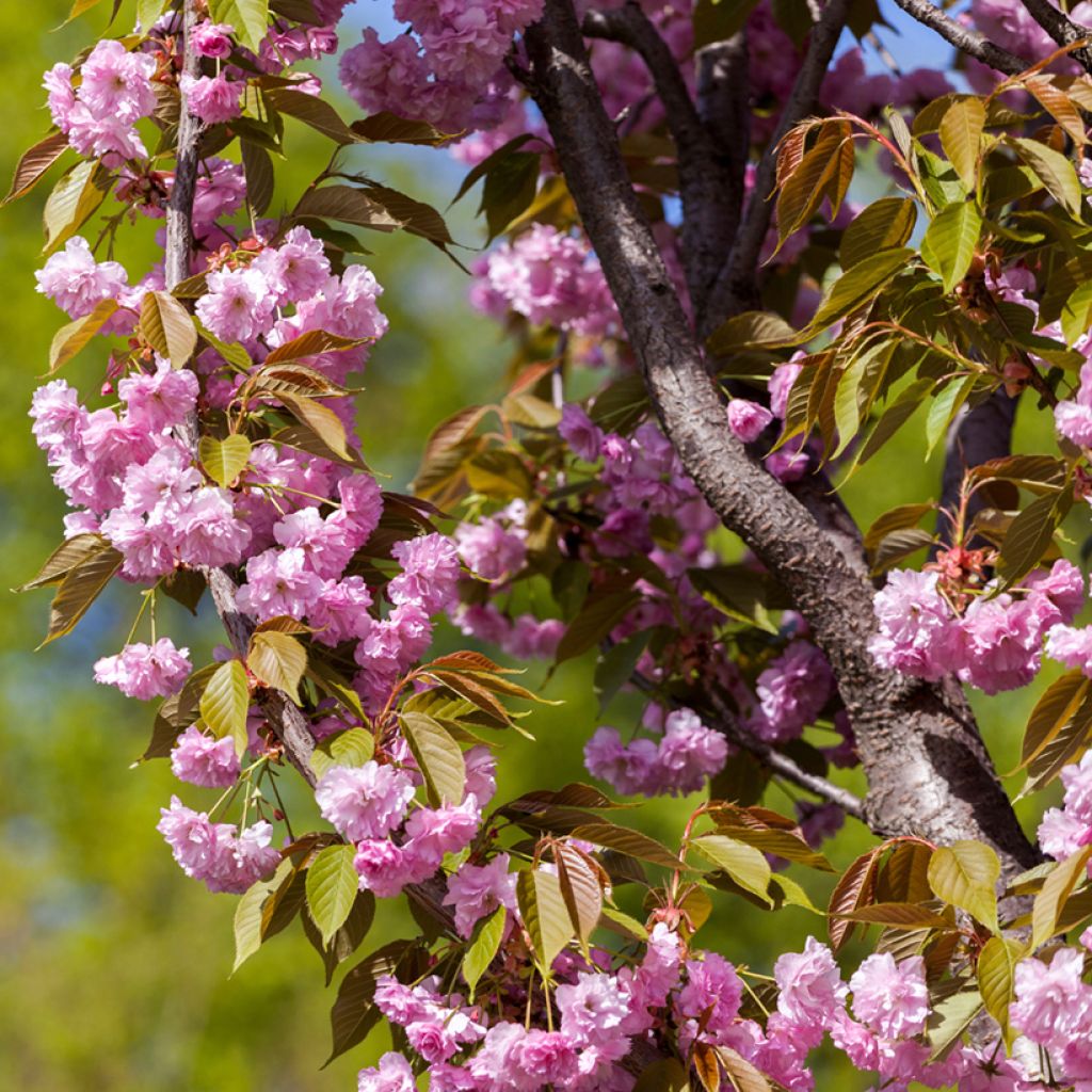 Prunus serrulata Pink Perfection - Ciliegio da fiore