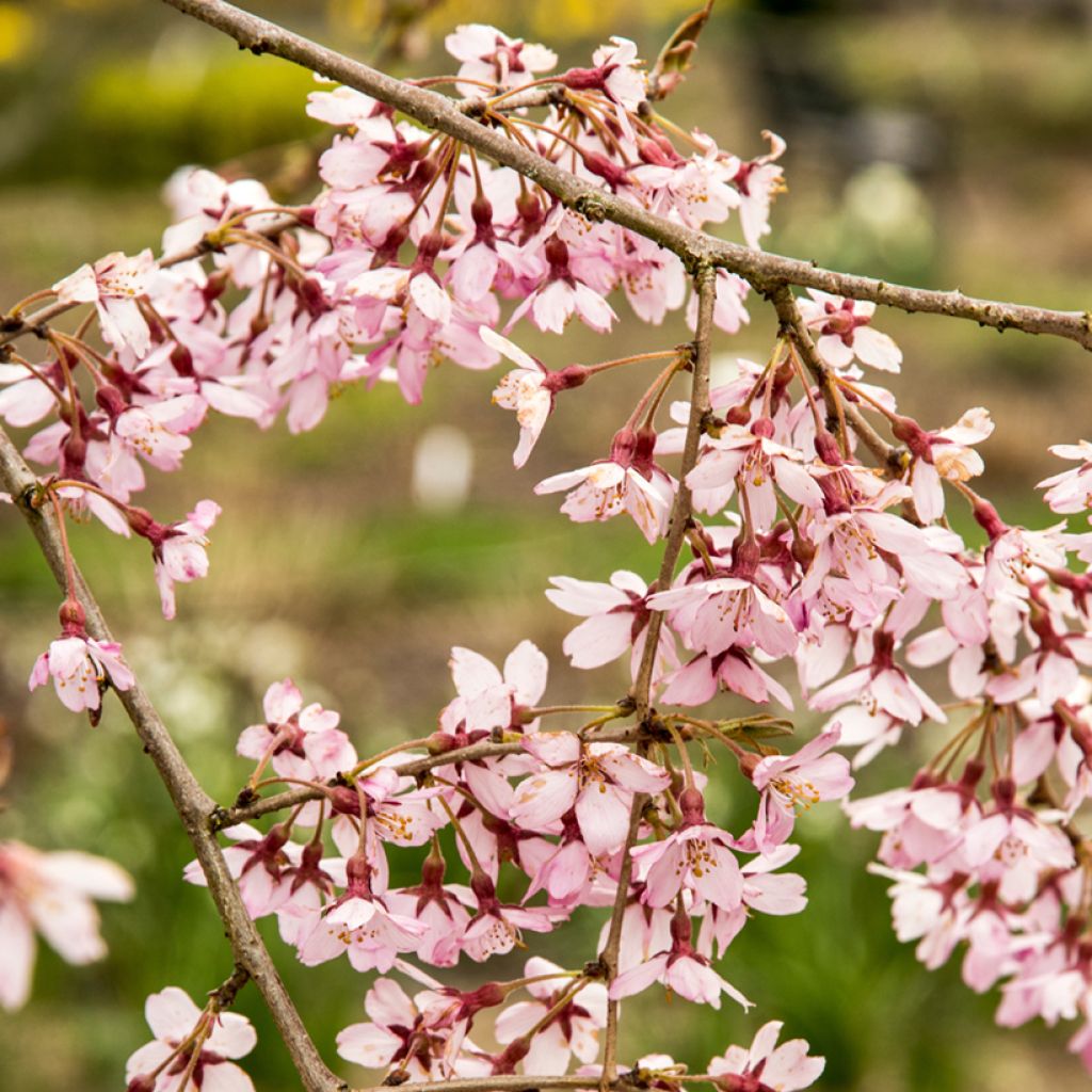 Prunus subhirtella Pendula Rubra - Ciliegio da fiore