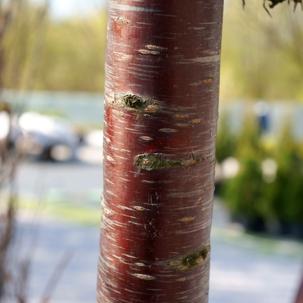 Prunus subhirtella Pendula Rubra - Ciliegio da fiore