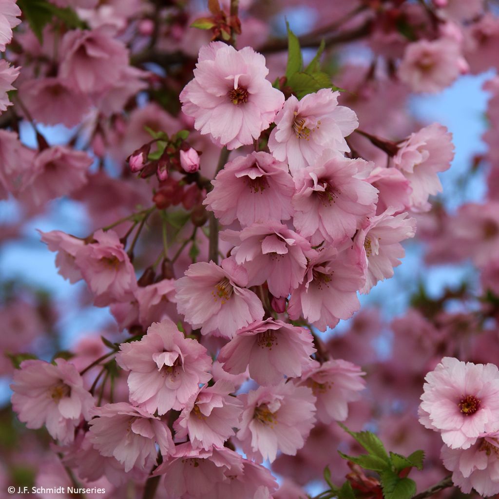 Prunus First Blush - Ciliegio da fiore