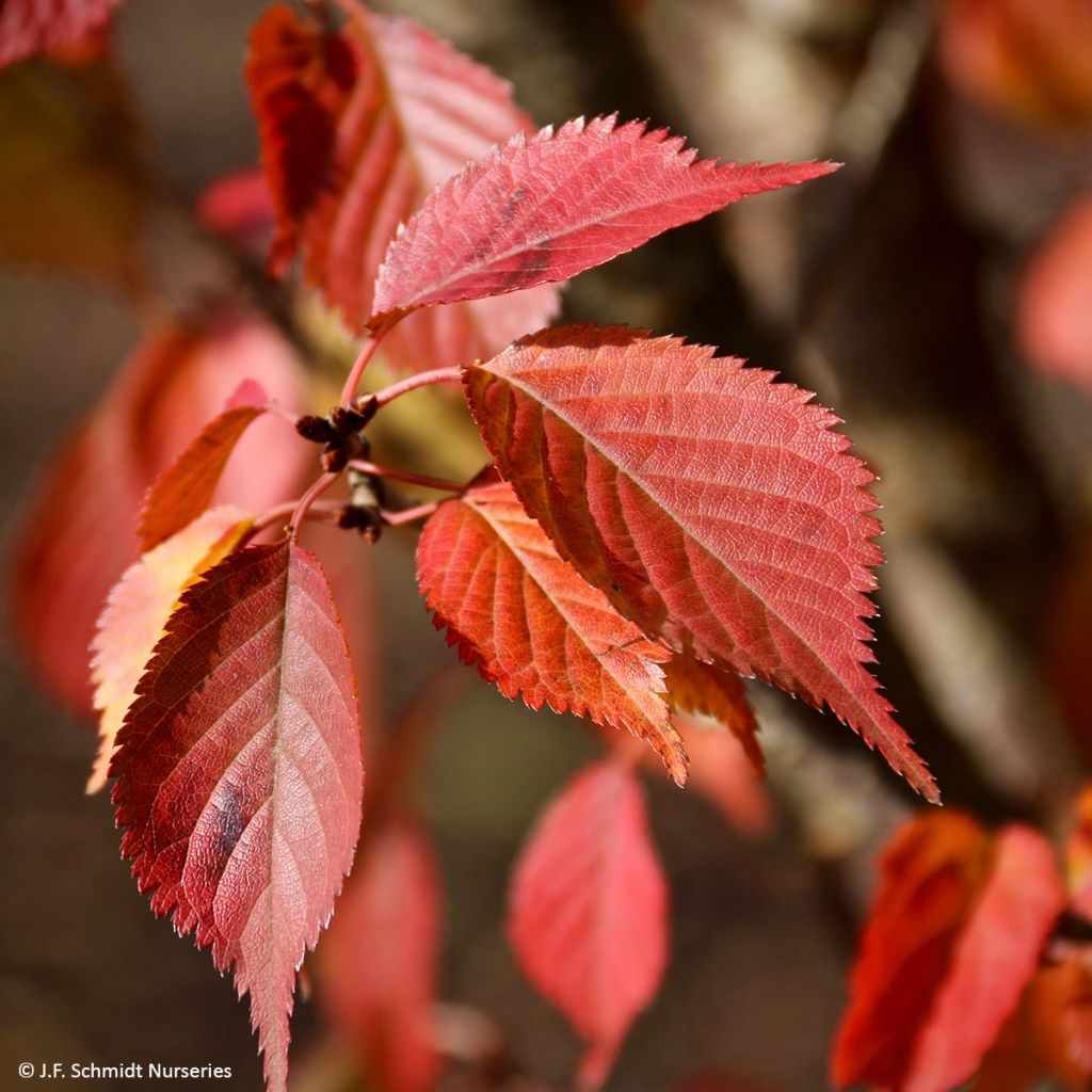 Prunus First Blush - Ciliegio da fiore