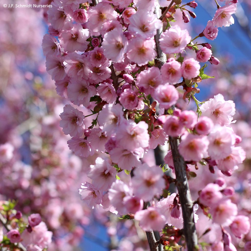 Prunus First Blush - Ciliegio da fiore