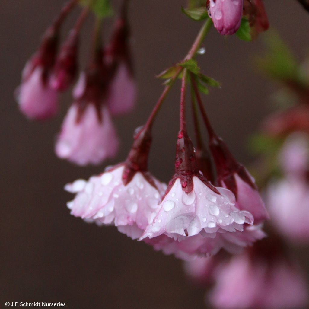 Prunus First Blush - Ciliegio da fiore