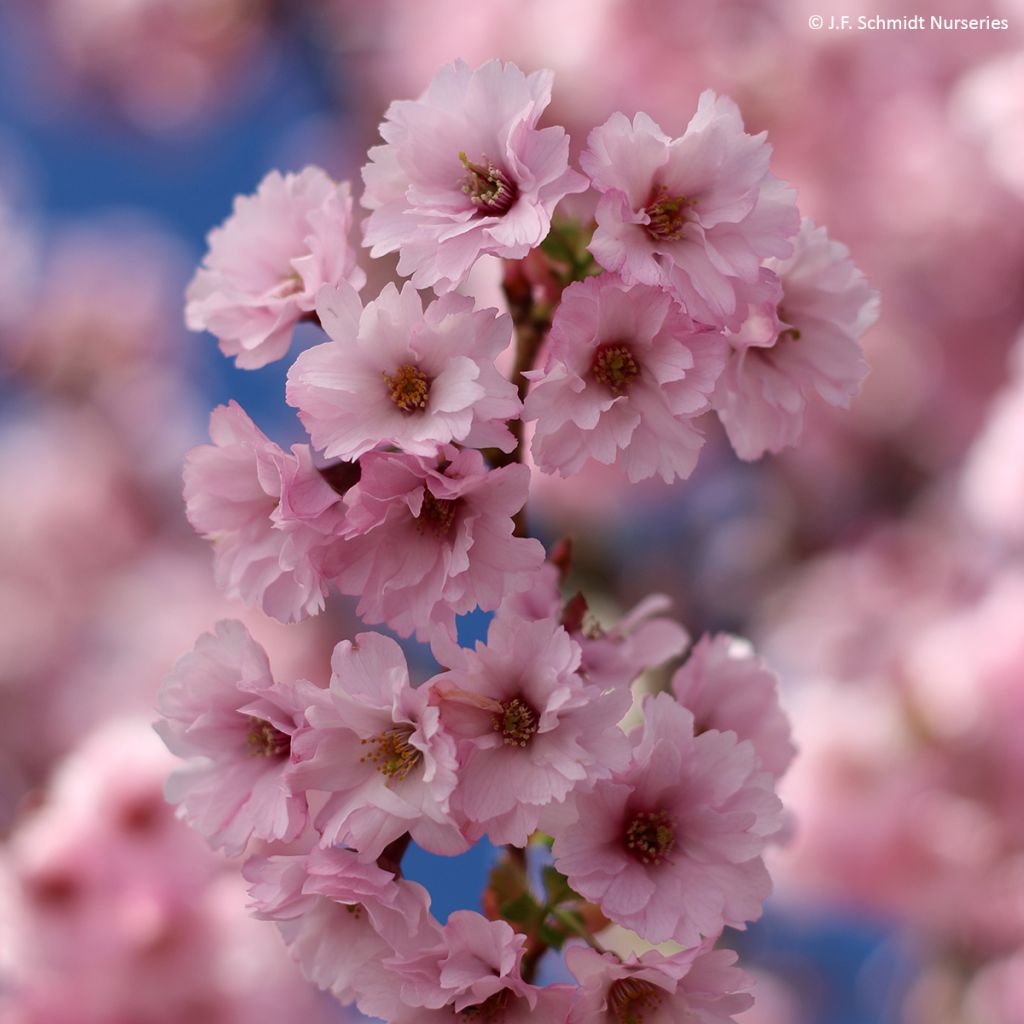 Prunus First Blush - Ciliegio da fiore