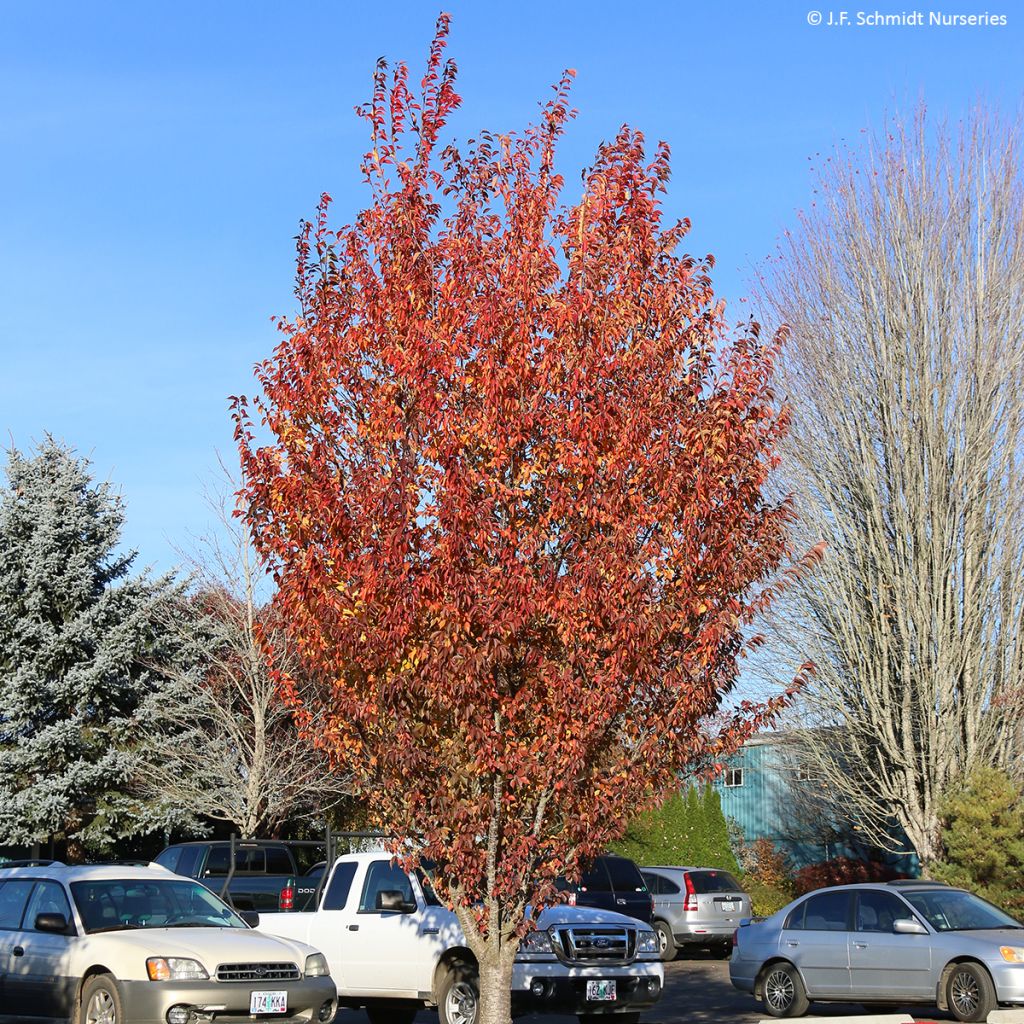 Prunus First Blush - Ciliegio da fiore