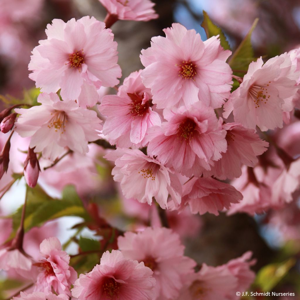 Prunus First Blush - Ciliegio da fiore