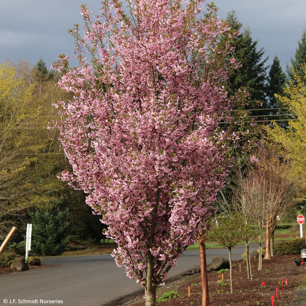 Prunus First Blush - Ciliegio da fiore