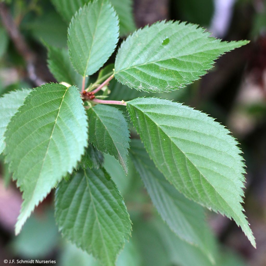 Prunus First Blush - Ciliegio da fiore