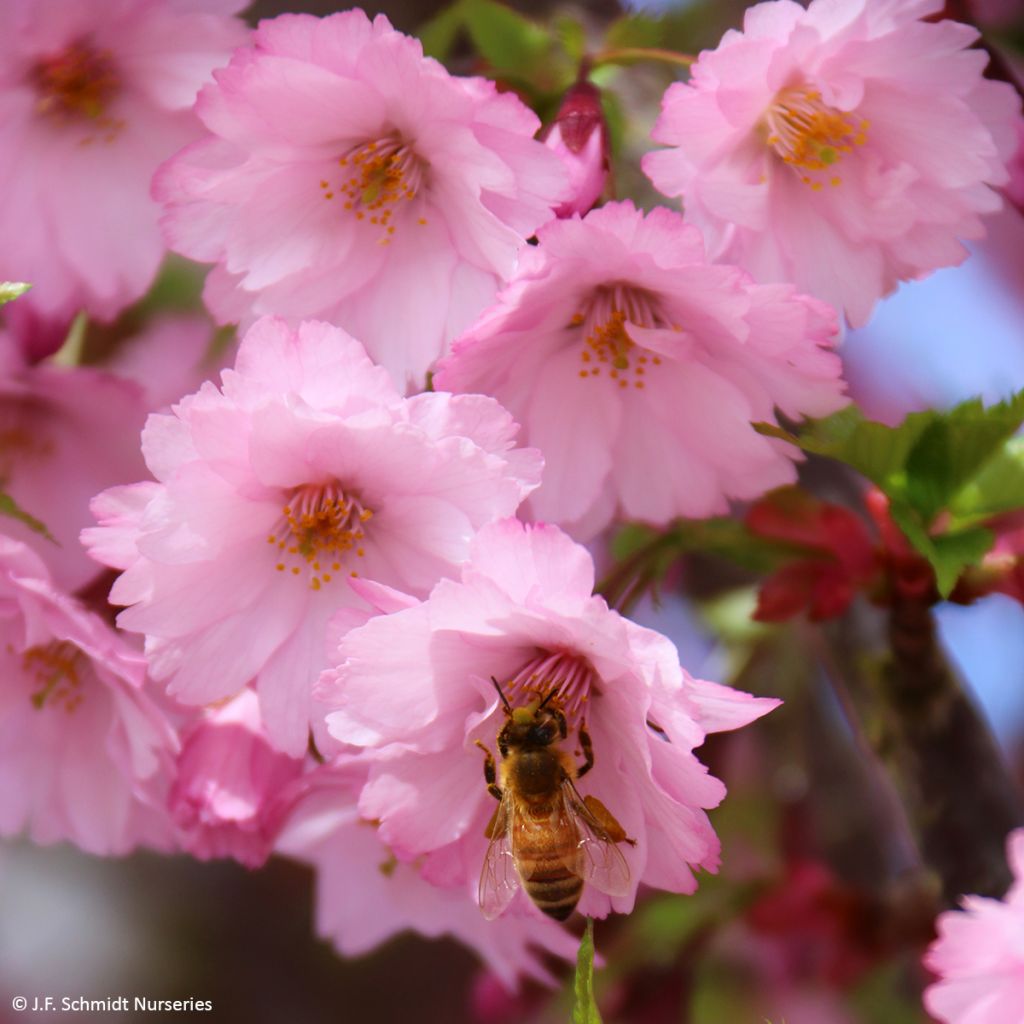 Prunus First Blush - Ciliegio da fiore