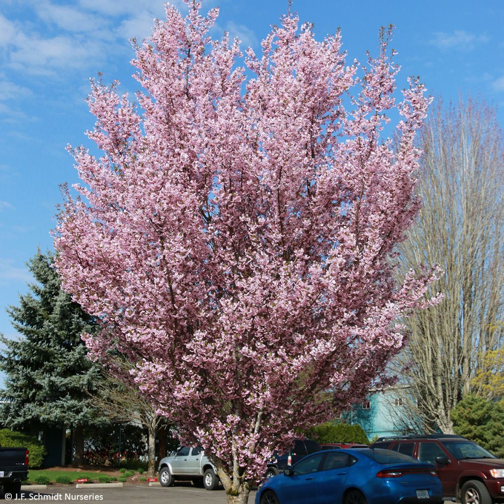 Prunus First Blush - Ciliegio da fiore