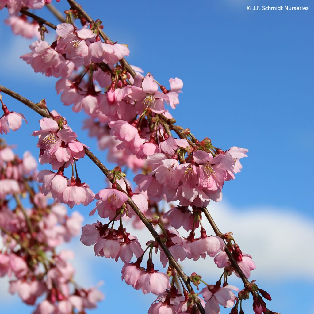 Prunus Pink Cascade - Ciliegio da fiore