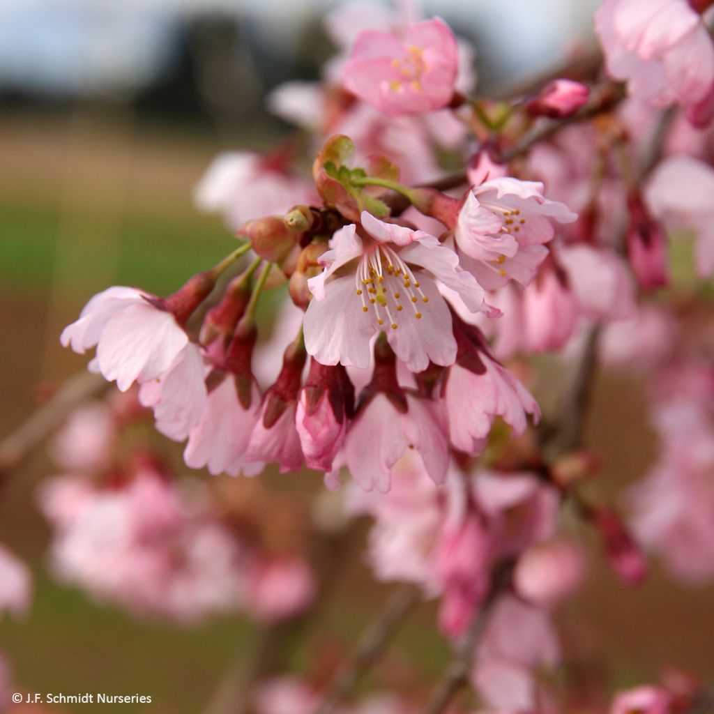 Prunus Pink Cascade - Ciliegio da fiore