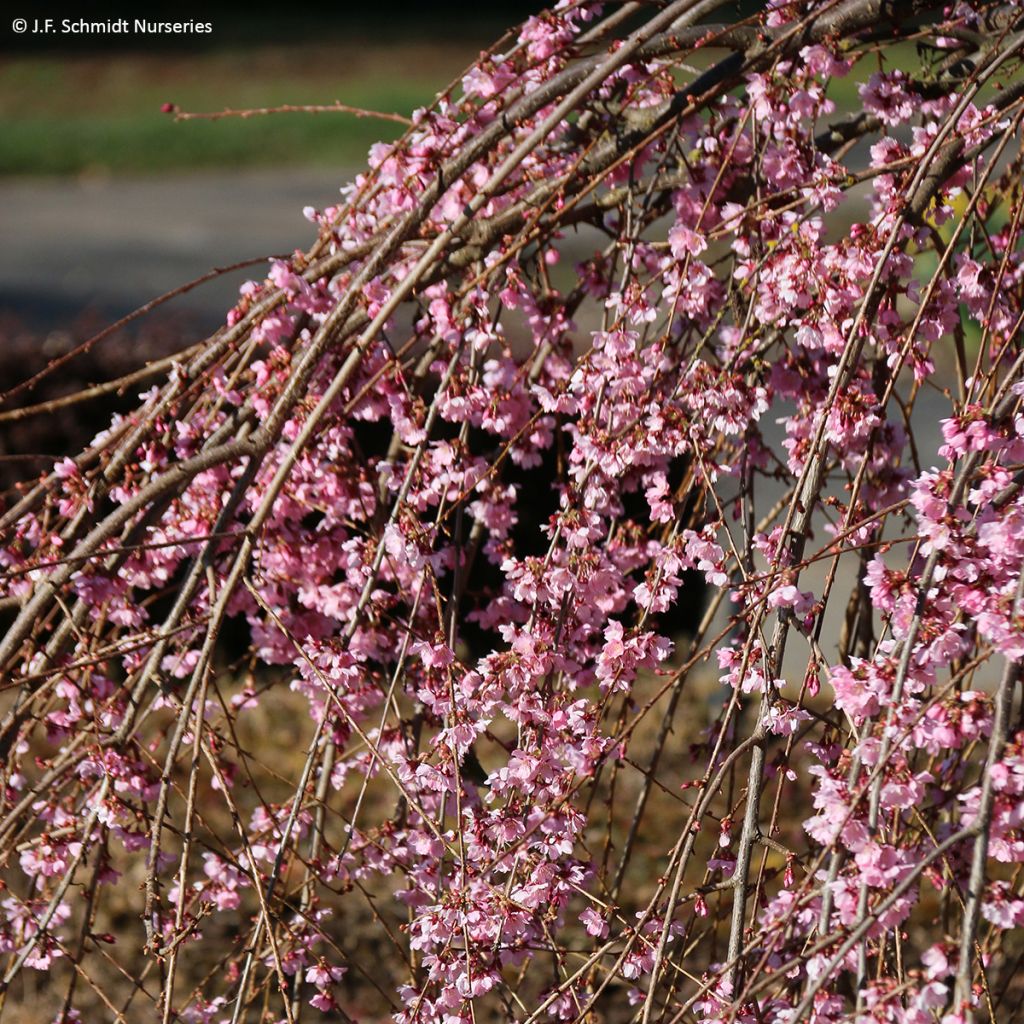 Prunus Pink Cascade - Ciliegio da fiore