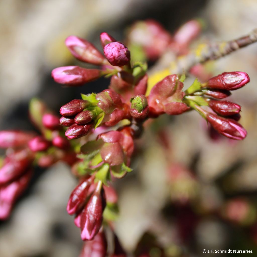 Prunus Pink Cascade - Ciliegio da fiore