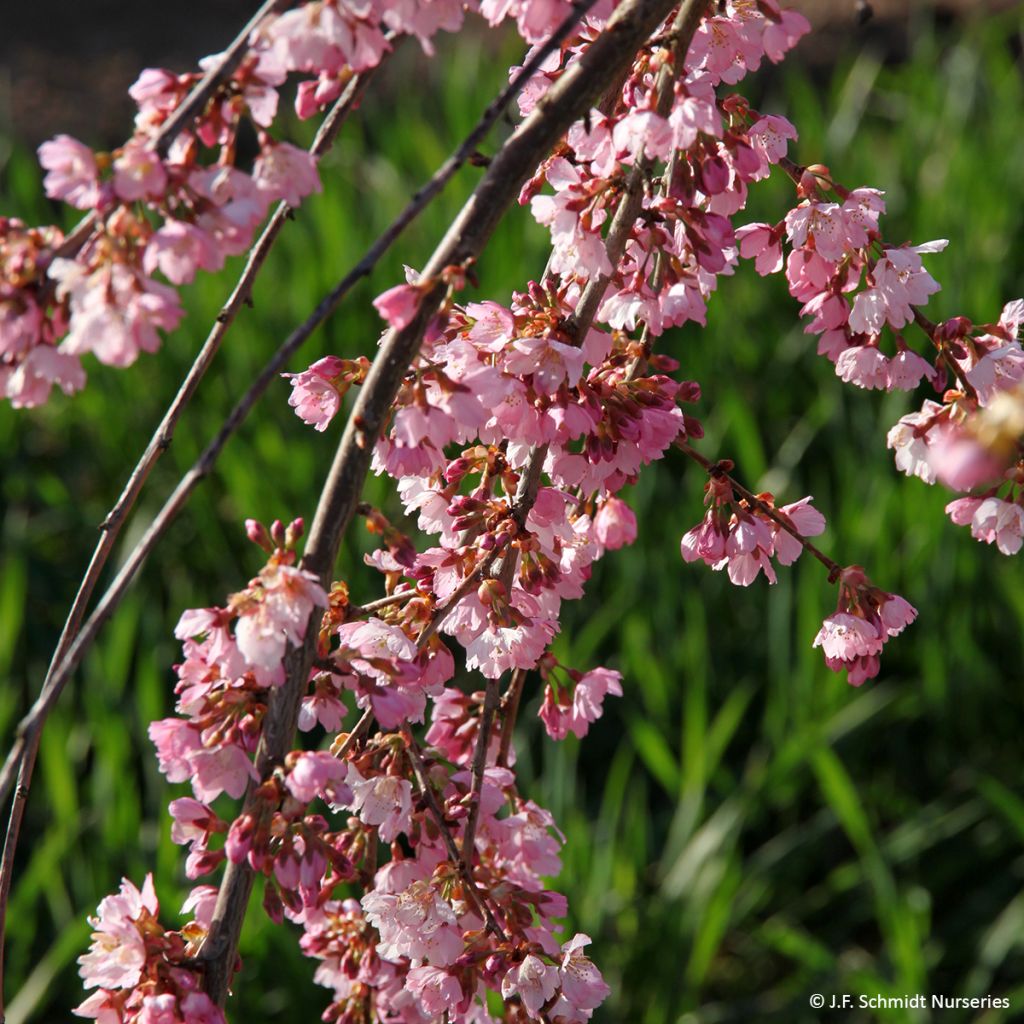 Prunus Pink Cascade - Ciliegio da fiore