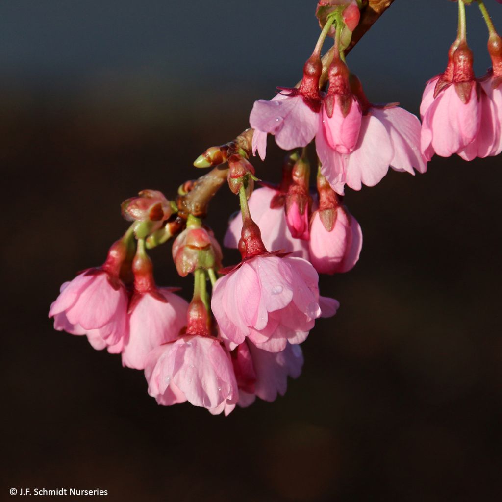 Prunus Pink Cascade - Ciliegio da fiore